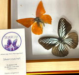 Preserved Butterfly