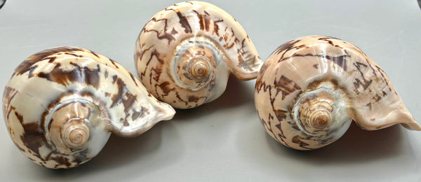 Sea Shell