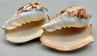 Sea Shell