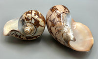 Sea Shell