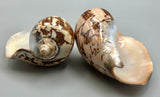 Sea Shell