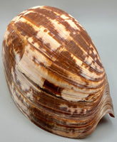 XL Sea Shell