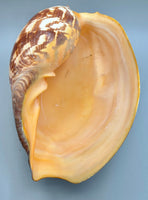 XL Sea Shell