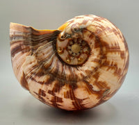 XL Sea Shell