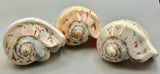 Sea Shell