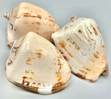 Sea Shell