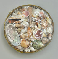 Sea Shell Kit