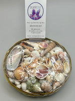 Sea Shell Kit