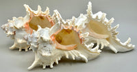 Indonesian Sea Shell