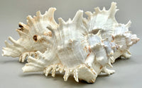 Indonesian Sea Shell