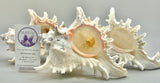 Indonesian Sea Shell