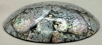 Australian Abalone Shell Plate (Small)