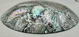 Australian Abalone Shell Plate (Medium)