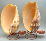 Indonesian Shell Candle Holder (Large)