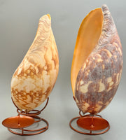 Indonesian Shell Candle Holder (Large)