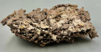 Fossilized Coral