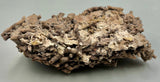 Fossilized Coral