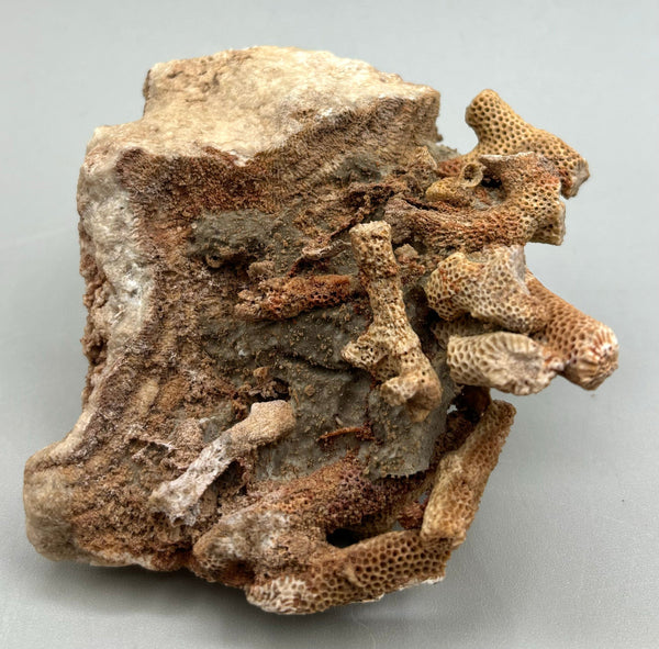 Fossilized Coral