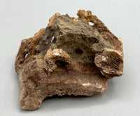 Fossilized Coral