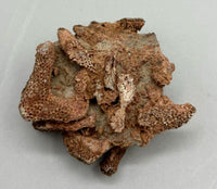 Fossilized Coral