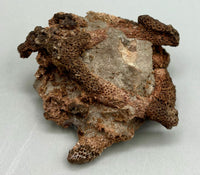 Fossilized Coral