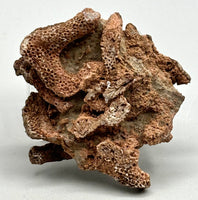 Fossilized Coral