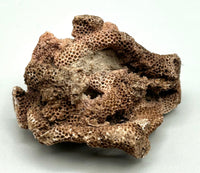 Fossilized Coral