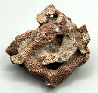 Fossilized Coral