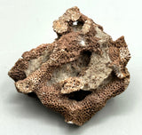 Fossilized Coral