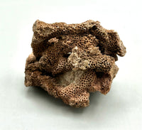 Fossilized Coral