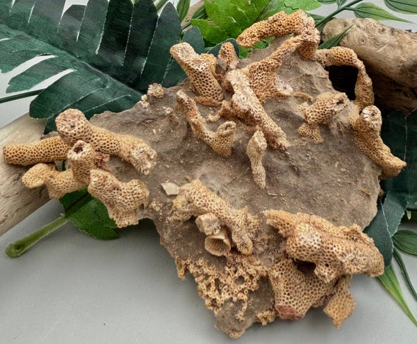 Fossilized Coral