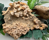 Fossilized Coral