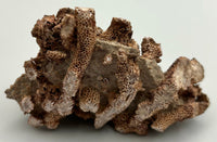 Fossilized Coral