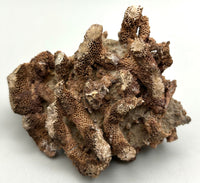 Fossilized Coral