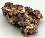 Fossilized Coral