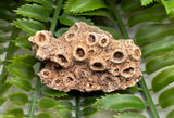 Fossilized Coral