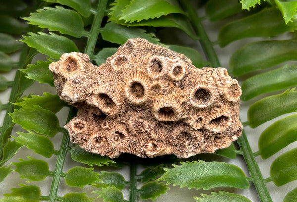 Fossilized Coral