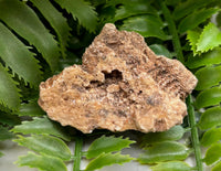 Fossilized Coral