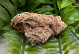 Fossilized Coral