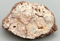 Fossilized Coral