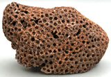 Fossilized Coral