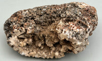 Fossilized Coral