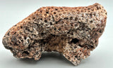 Fossilized Coral