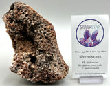 Fossilized Coral