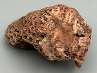 Fossilized Coral