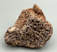 Fossilized Coral