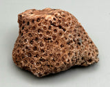 Fossilized Coral