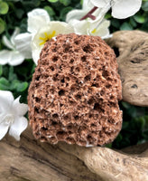 Fossilized Coral