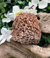 Fossilized Coral