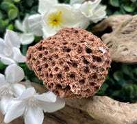 Fossilized Coral